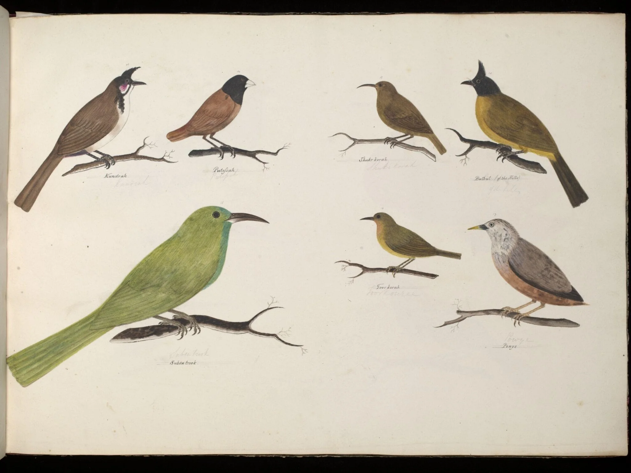 Seven Birds, detail
