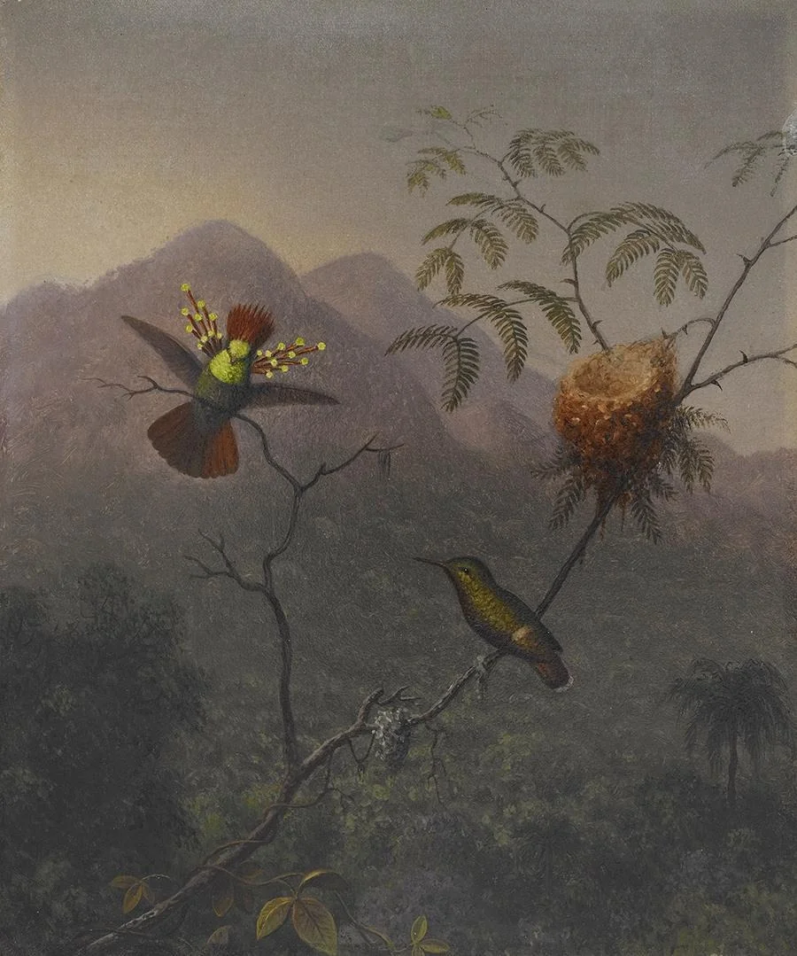 Tufted Coquette, detail