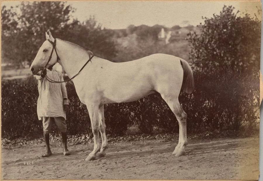 Captain Bailward's horse, Jhansi (verso, right), detail