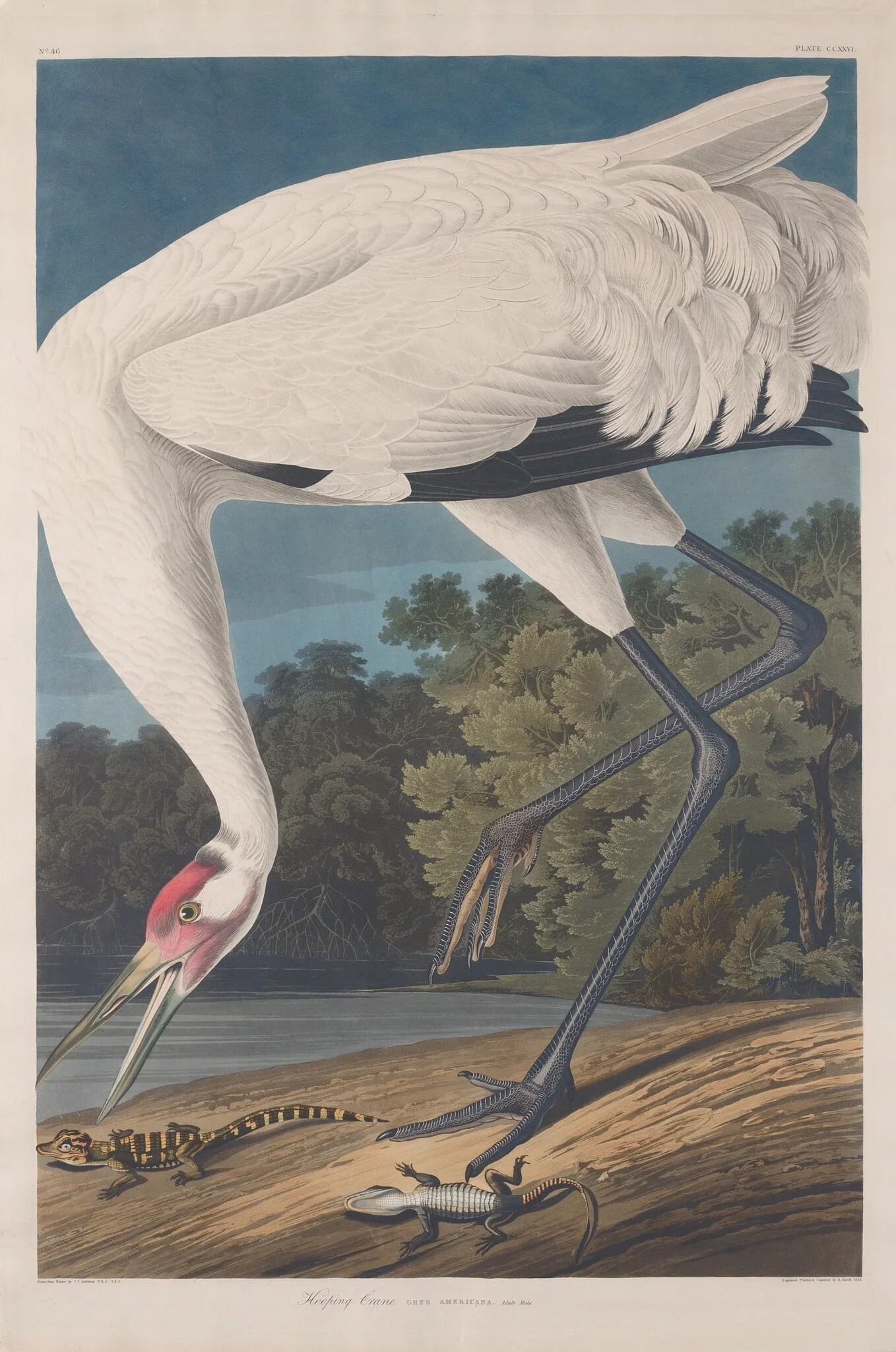 Hooping Crane, detail