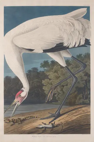 Hooping Crane, by Havell, Jr., Robert, ink, 1834