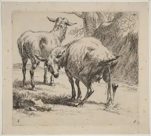 Two Sheep, One Pissing, by Nicolaes Pieterszoon Berchem, 1652