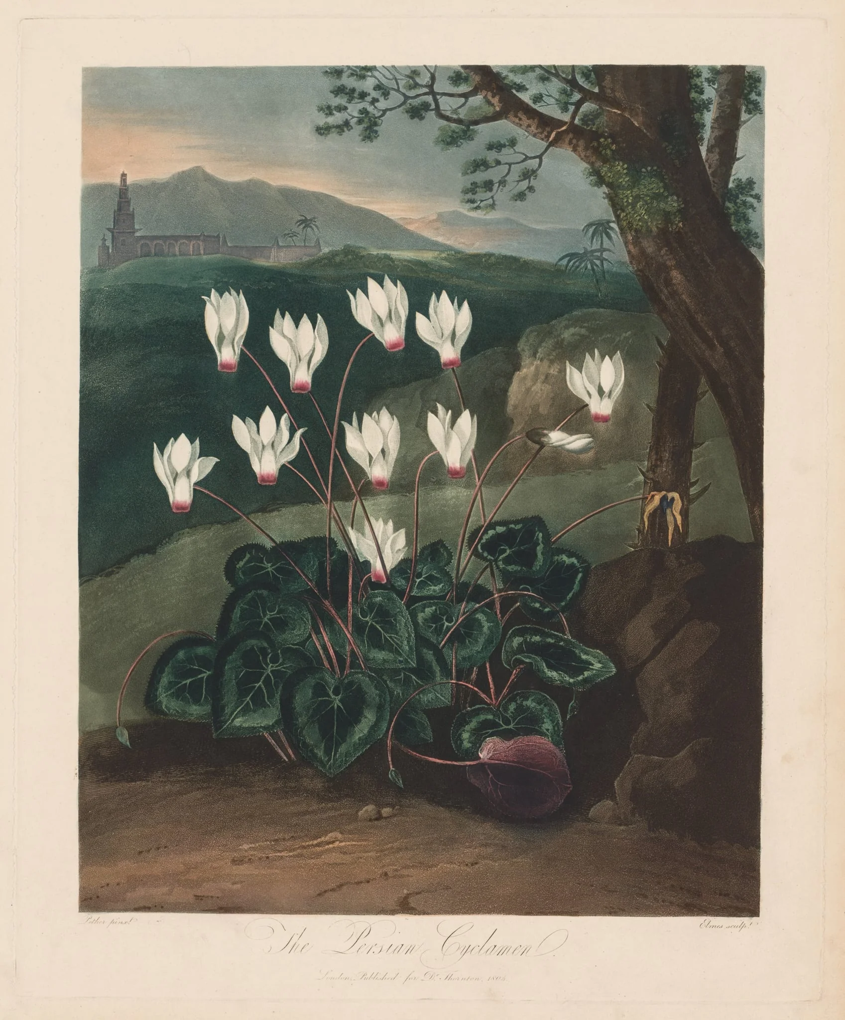 The Temple of Flora, or Garden of Nature: The Persian Cyclamen, detail