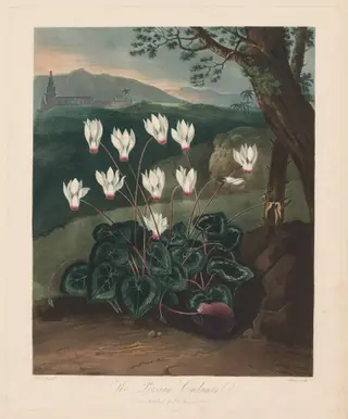 The Temple of Flora, or Garden of Nature:  The Persian Cyclamen, by Robert John Thornton, 1803