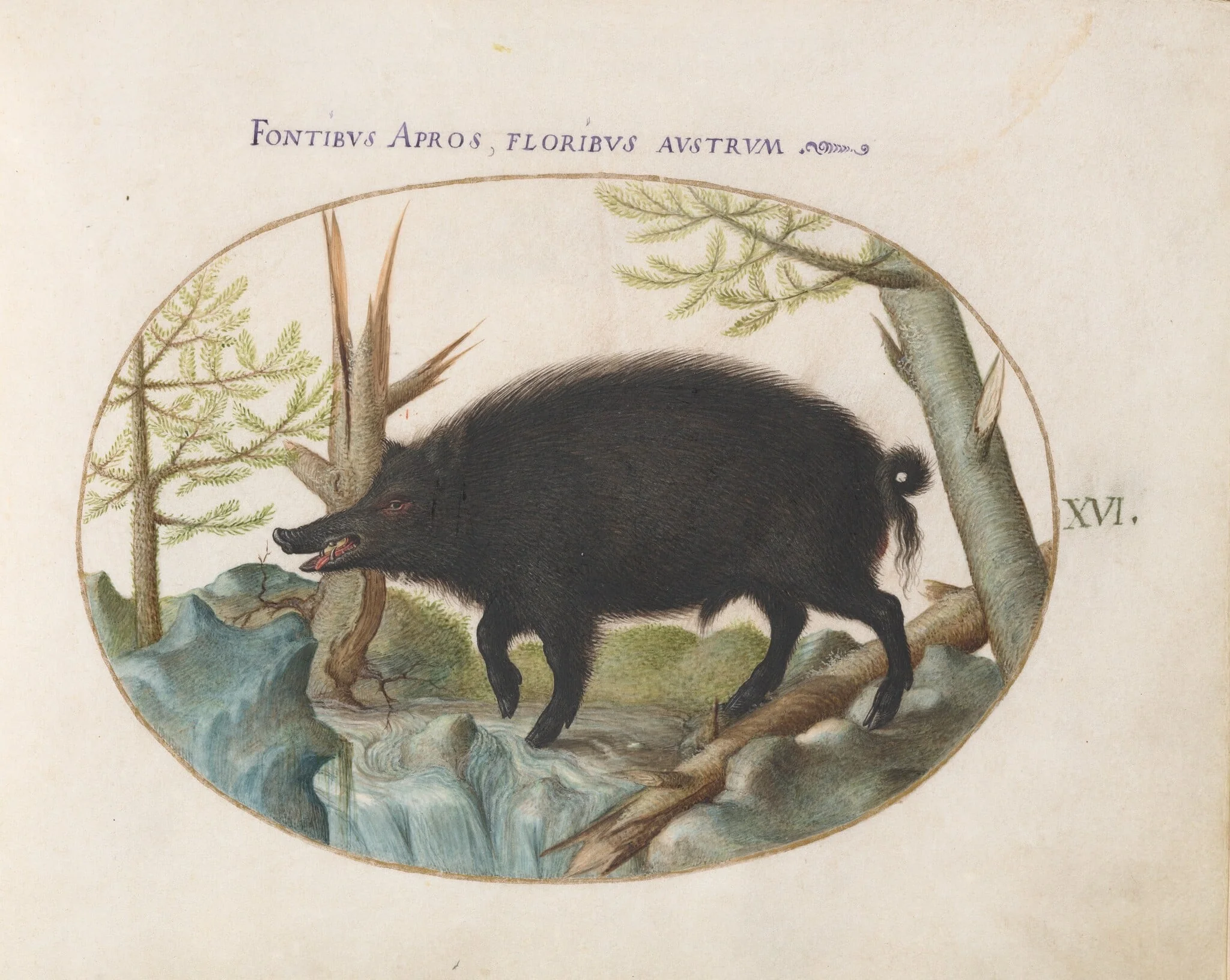 Plate 16: Wild Boar, detail