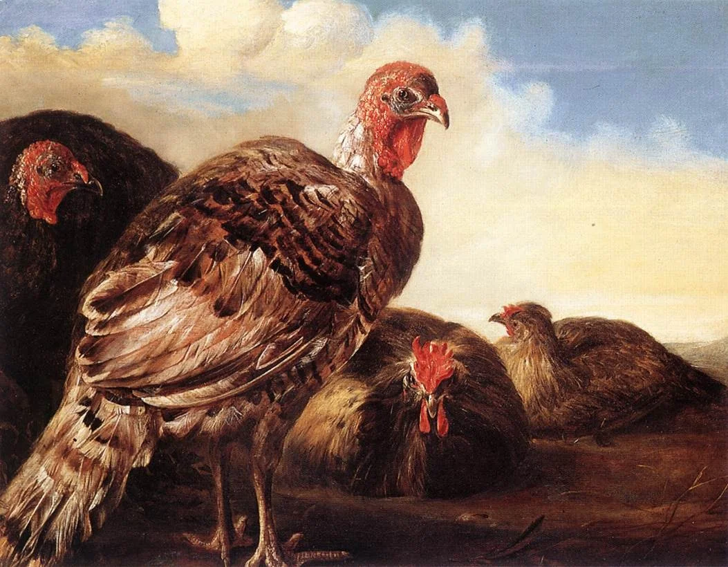 Domestic Fowl, detail