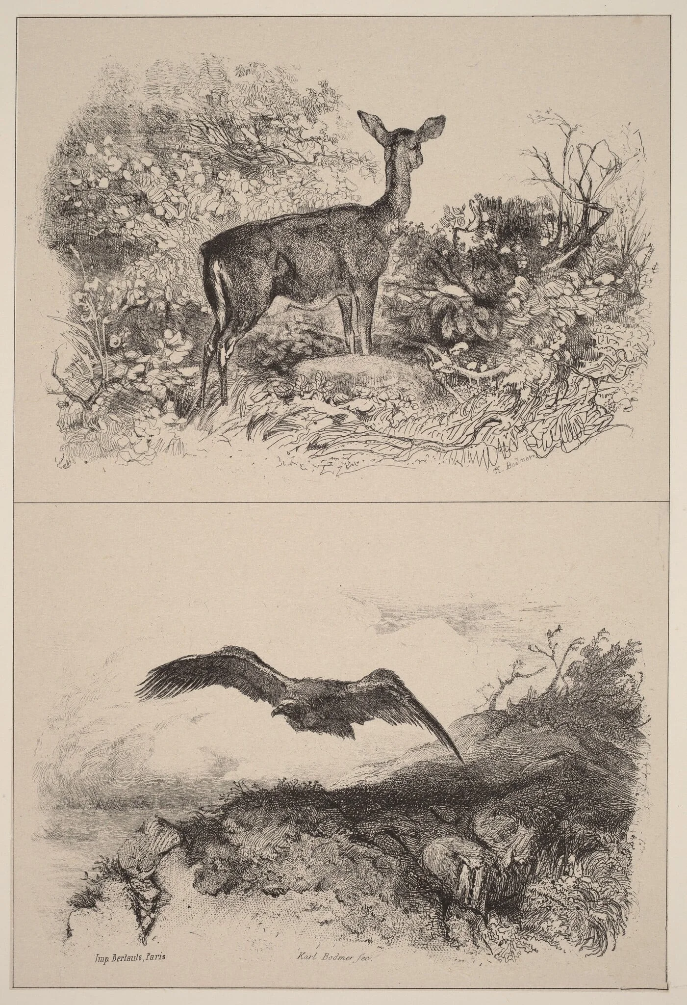 Biche, Aigle, detail