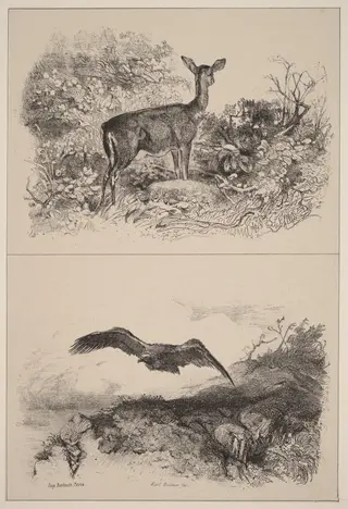 Biche, Aigle, by Karl Bodmer, ink, 1851
