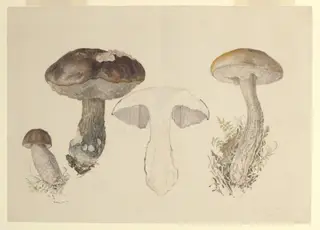 Untitled, by Beatrix Potter, watercolor, 1897