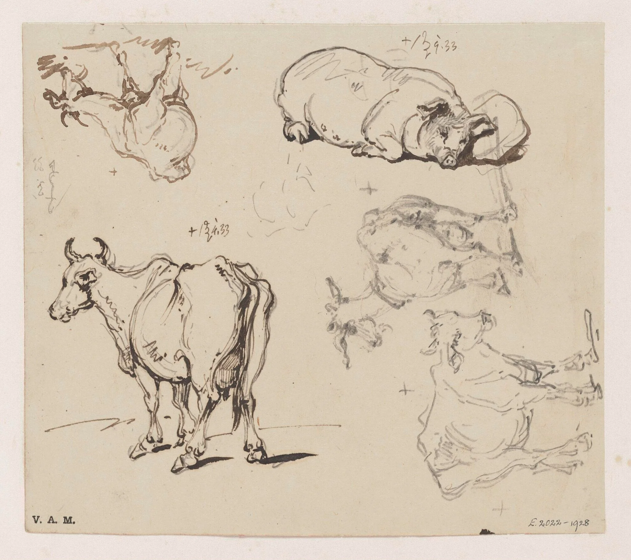 Drawings of animals, detail