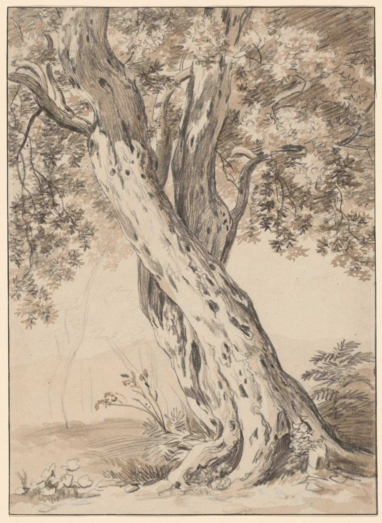 Two Intertwined Oak Trees, detail