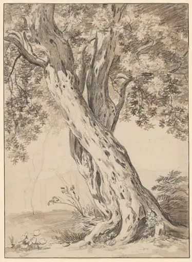 Two Intertwined Oak Trees, by Johann Christian Reinhart, chalk, 1800