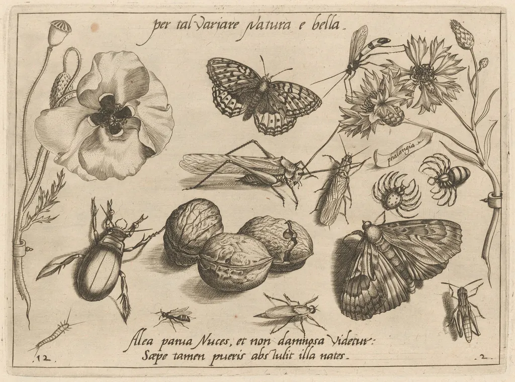 Archetypa studiaque patris Georgii Hoefnagelii [Part 2, Plate 12], by Jacob Hoefnagel, ink, 1592