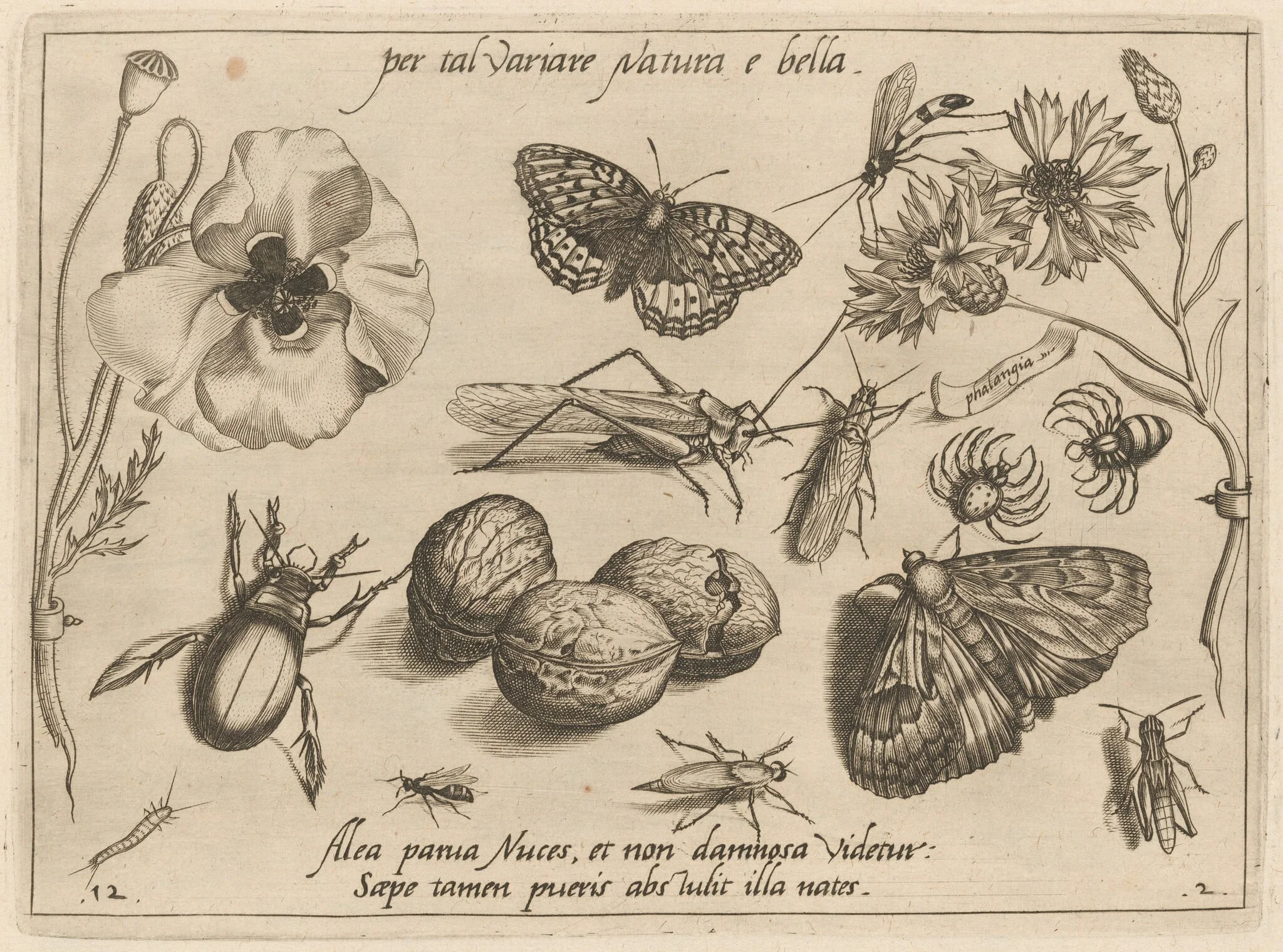 Archetypa studiaque patris Georgii Hoefnagelii [Part 2, Plate 12], detail