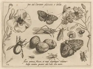 Archetypa studiaque patris Georgii Hoefnagelii [Part 2, Plate 12], by Jacob Hoefnagel, ink, 1592