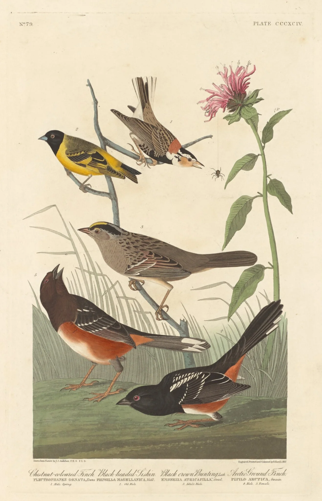 Chestnut-colored Finch, Black-headed Siskin, Black Crown Bunting and Arctic Ground Finch, detail