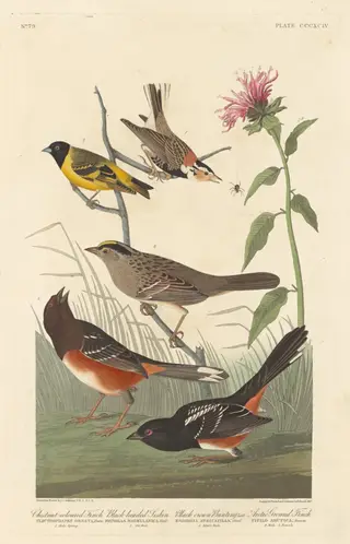 Chestnut-colored Finch, Black-headed Siskin, Black Crown Bunting and Arctic Ground Finch, by Havell, Jr., Robert, ink, 1837
