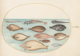 Plate 33: Sole and Other Flatfish with Bandfish(?), by Joris Hoefnagel, gouache, 1594