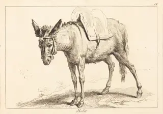 Mulet (Mule or Saddled Donkey), by Jacques-Philippe Le Bas, ink, 1745