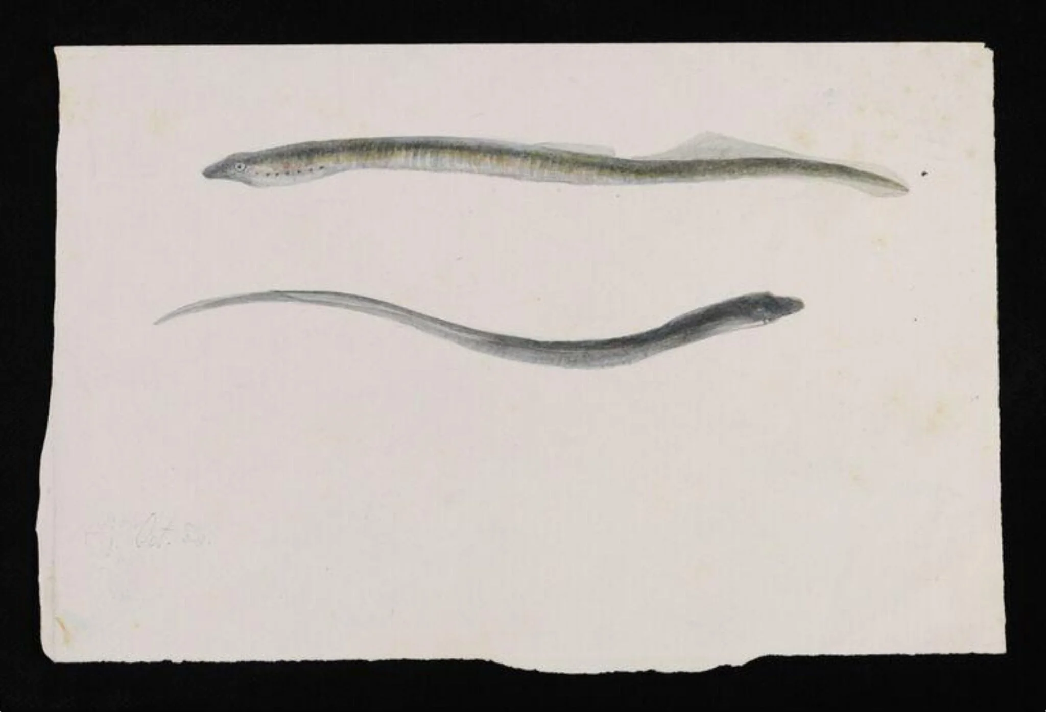 Two views of a lamprey, detail