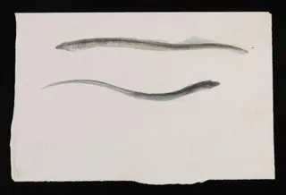 Two views of a lamprey, by Beatrix Potter, watercolor, 1884