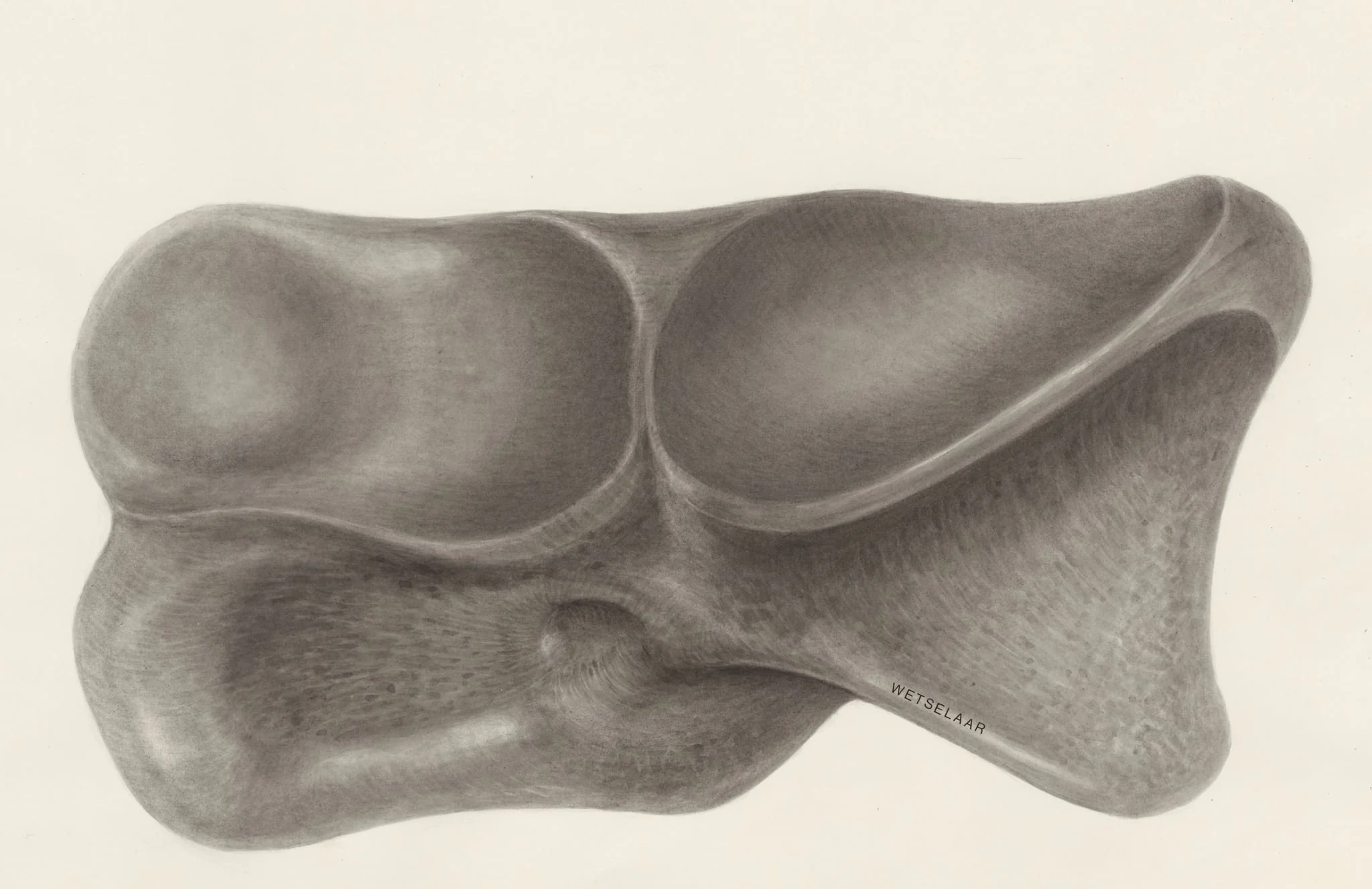 Foot bone, detail