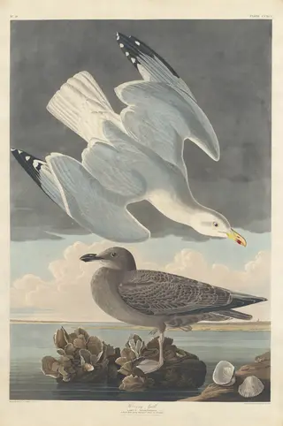 Herring Gull, by Havell, Jr., Robert, ink, 1836