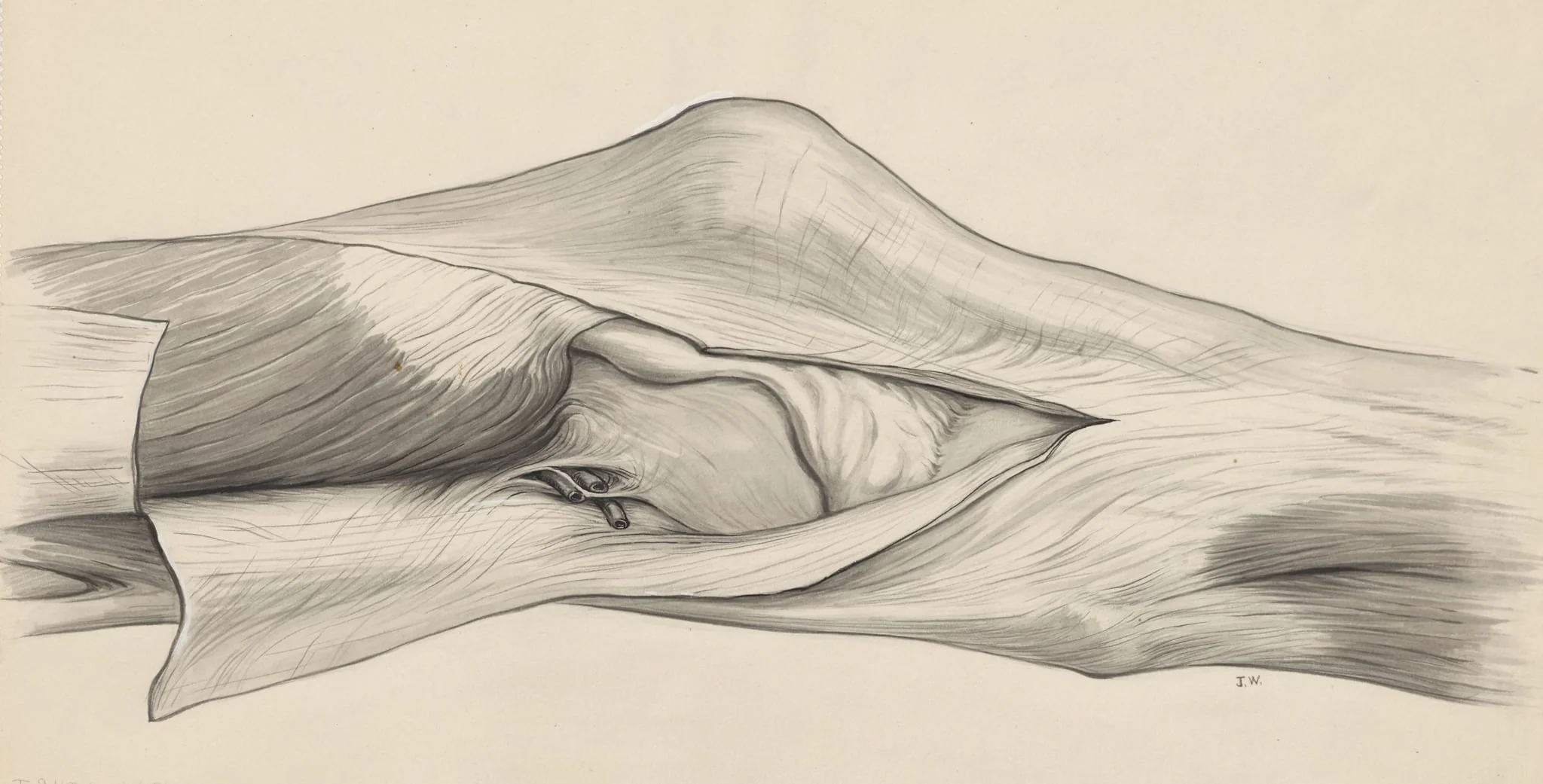 Knee joint, detail