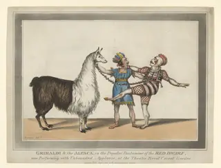 H Beard Print Collection, by R. Norman, 11