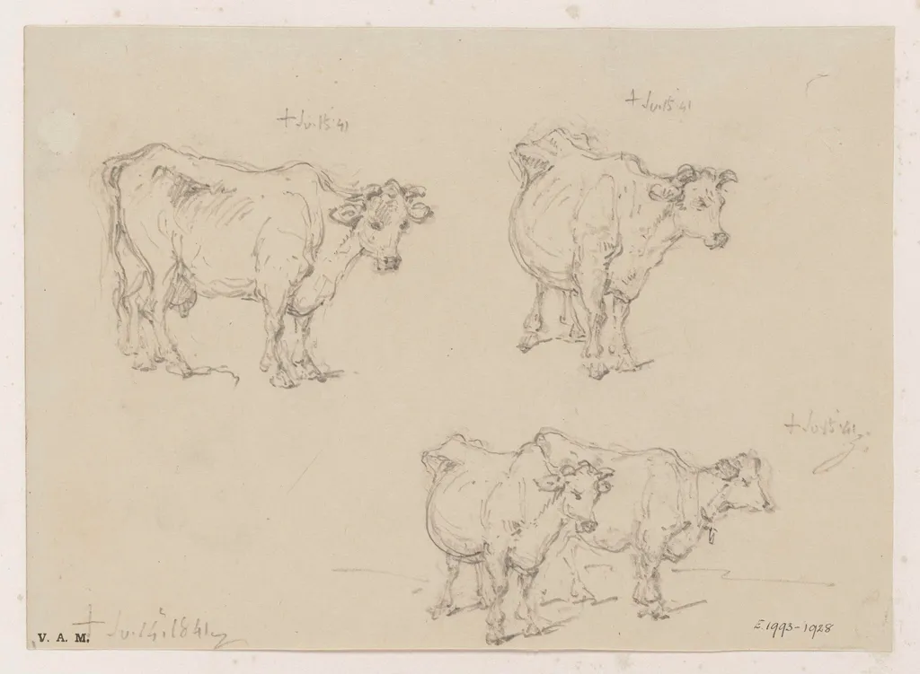 Drawings of cows, by George Chinnery, 10