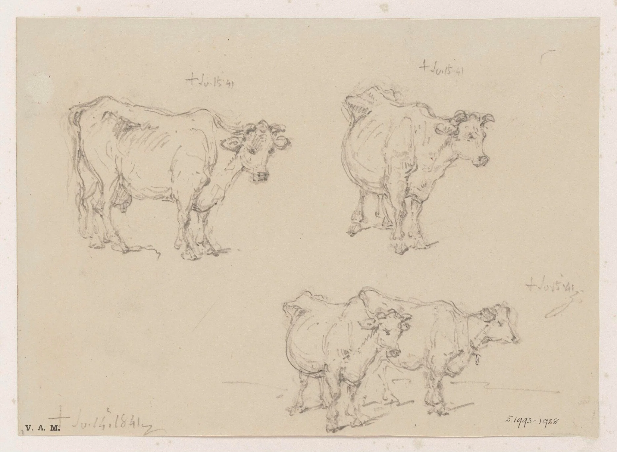 Drawings of cows, detail
