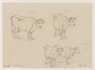 Drawings of cows, by George Chinnery, 10