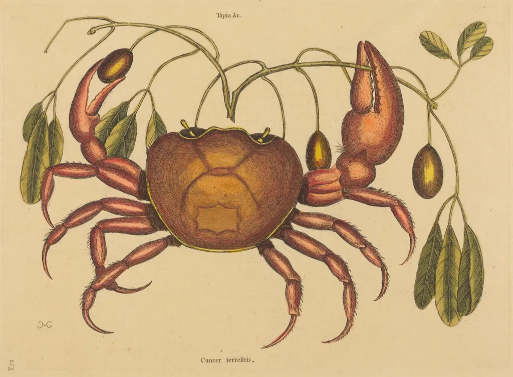 The Land-crab (Cancer ruricola), by Mark Catesby, ink, 1737