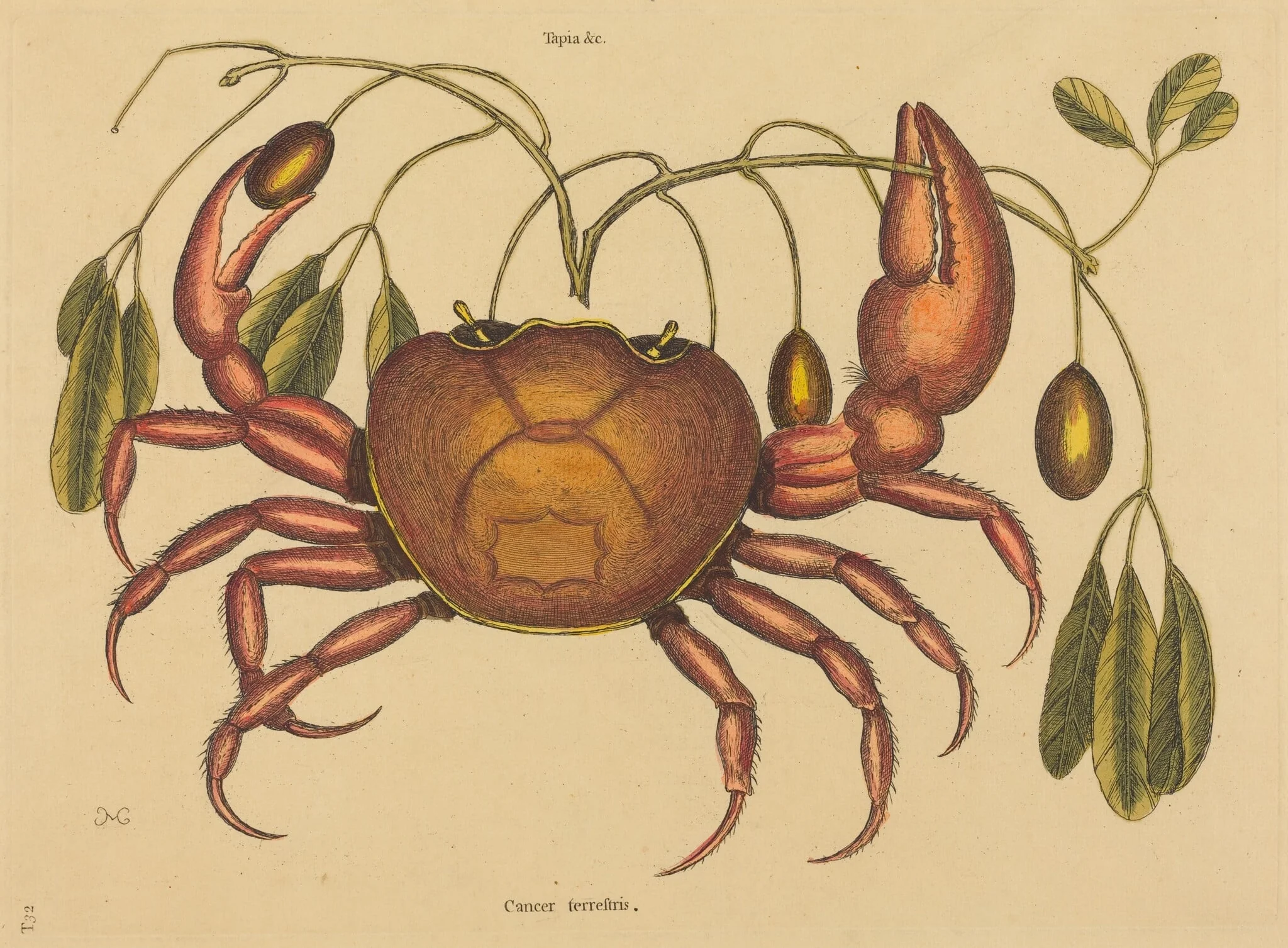 The Land-crab (Cancer ruricola), detail
