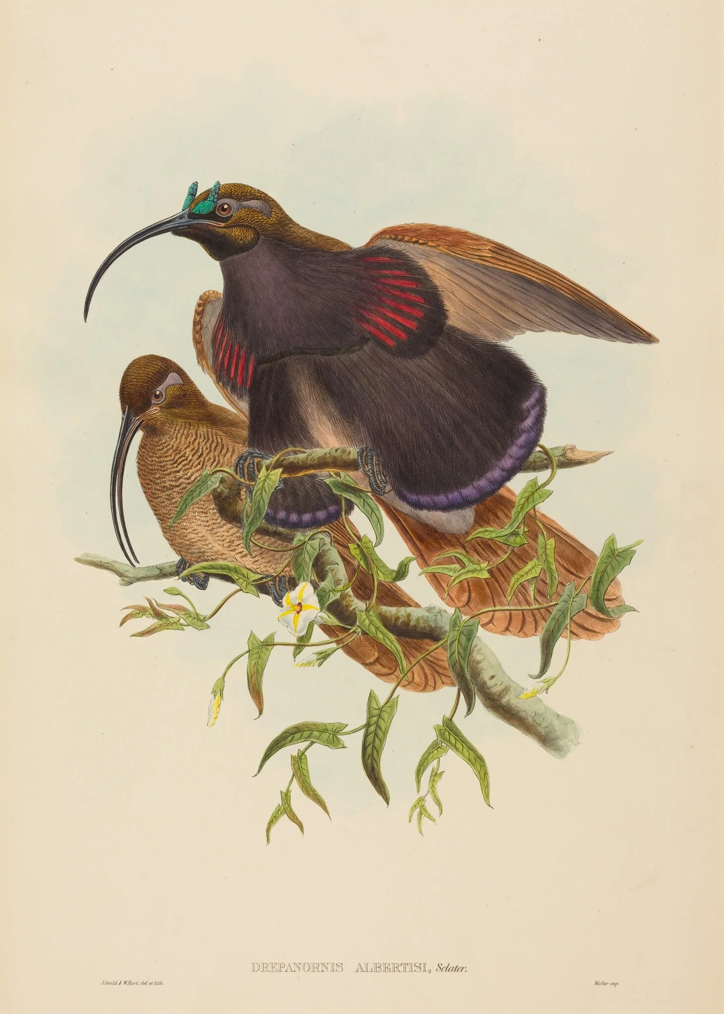 Drepanornis albertisi (Black-billed Sicklebill Bird of Paradise), detail