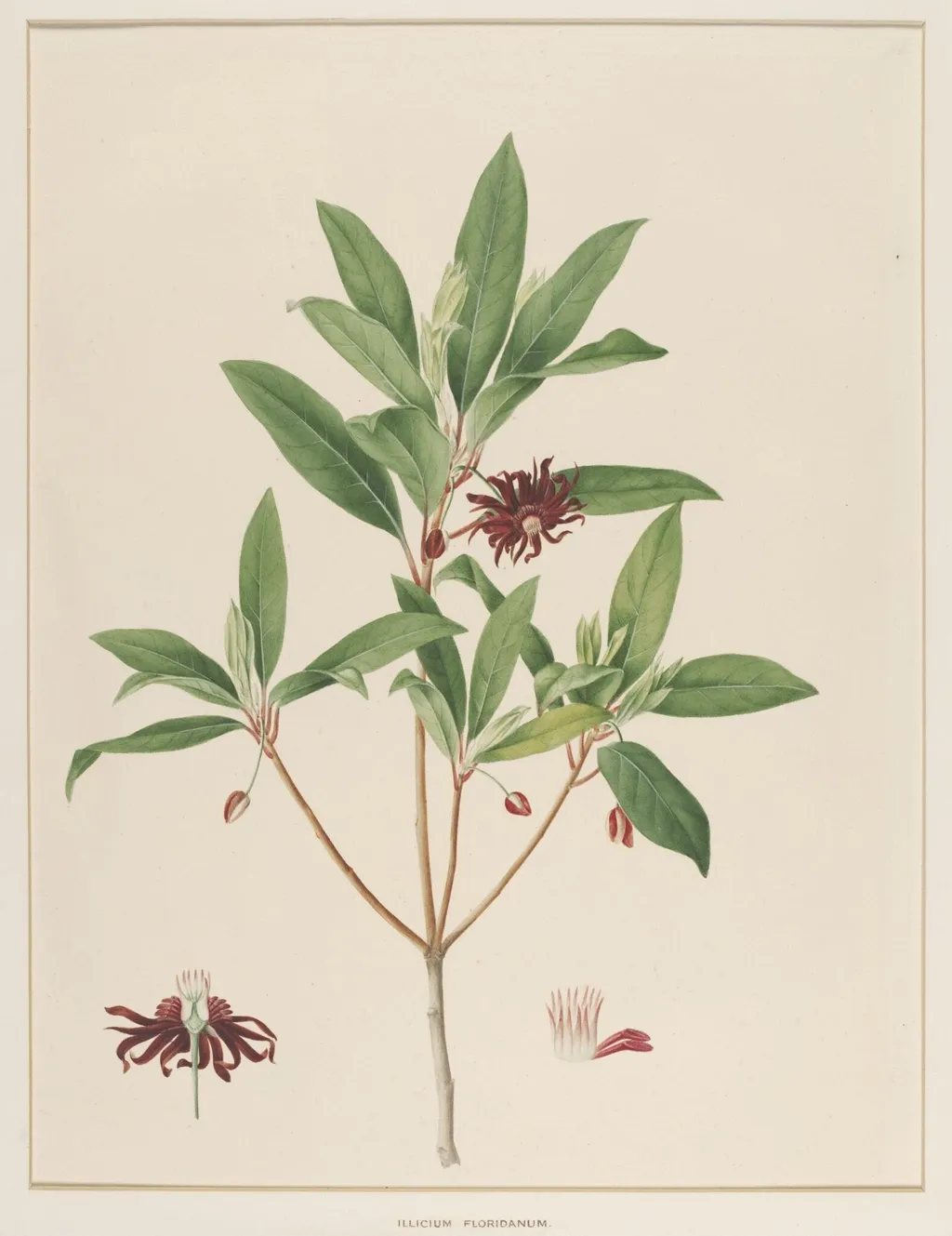 Illicium Floridanum, by Johann Knapp, watercolor