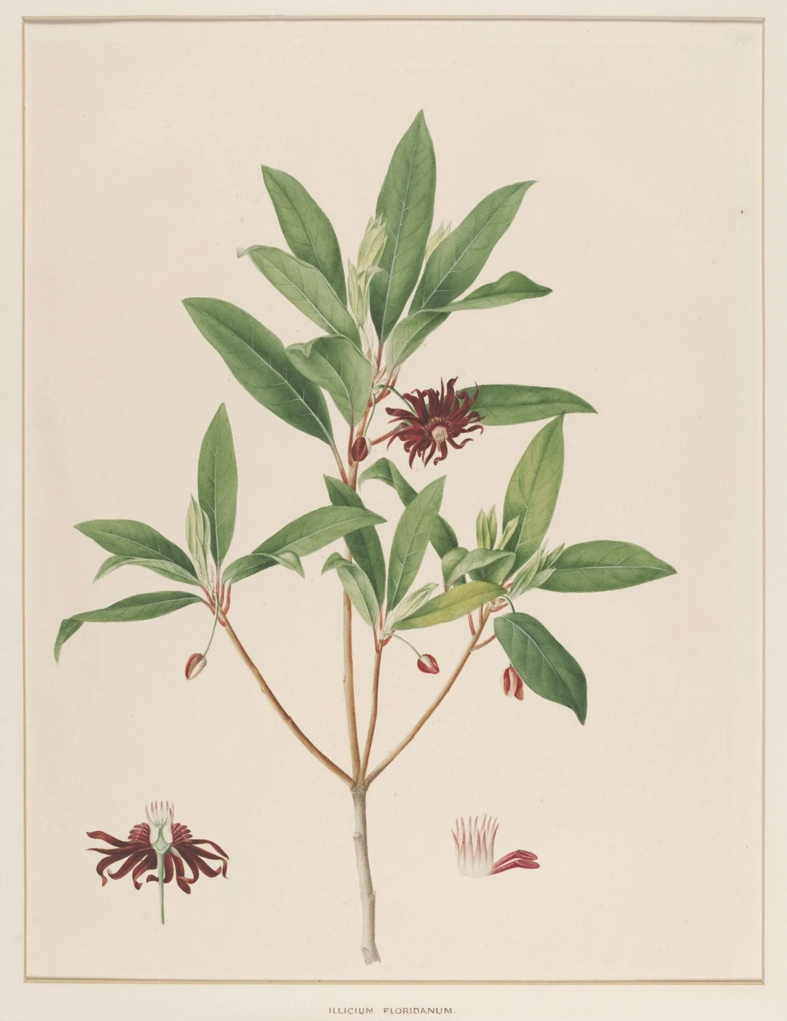 Illicium Floridanum, detail