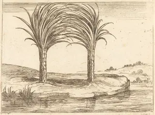 Two Palm Trees, by Jacques Callot, ink, 1628