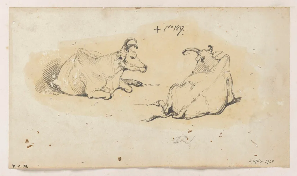 Two Indian cows, by George Chinnery, 2