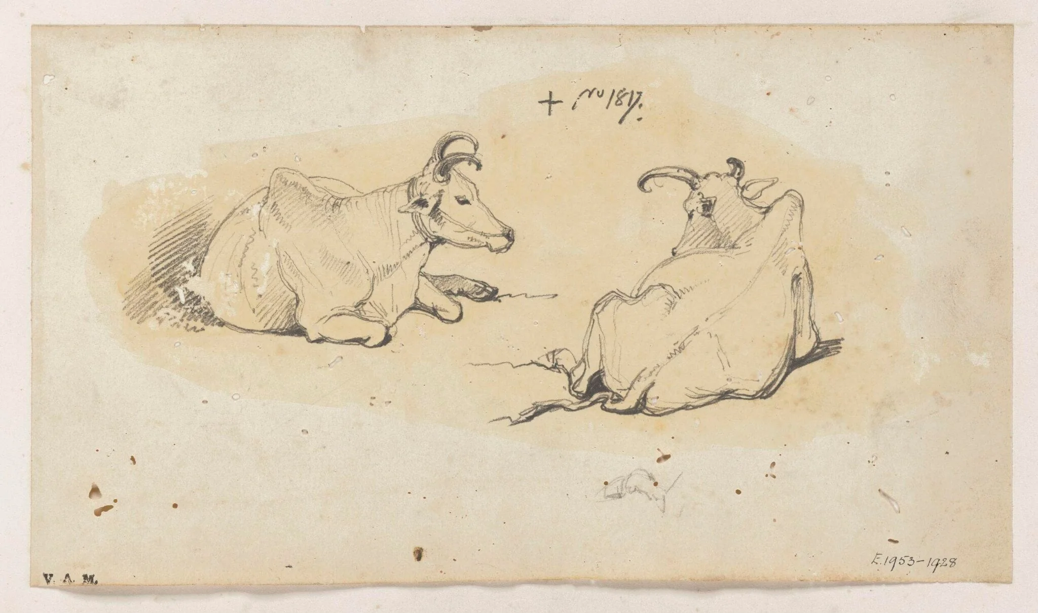 Two Indian cows, detail