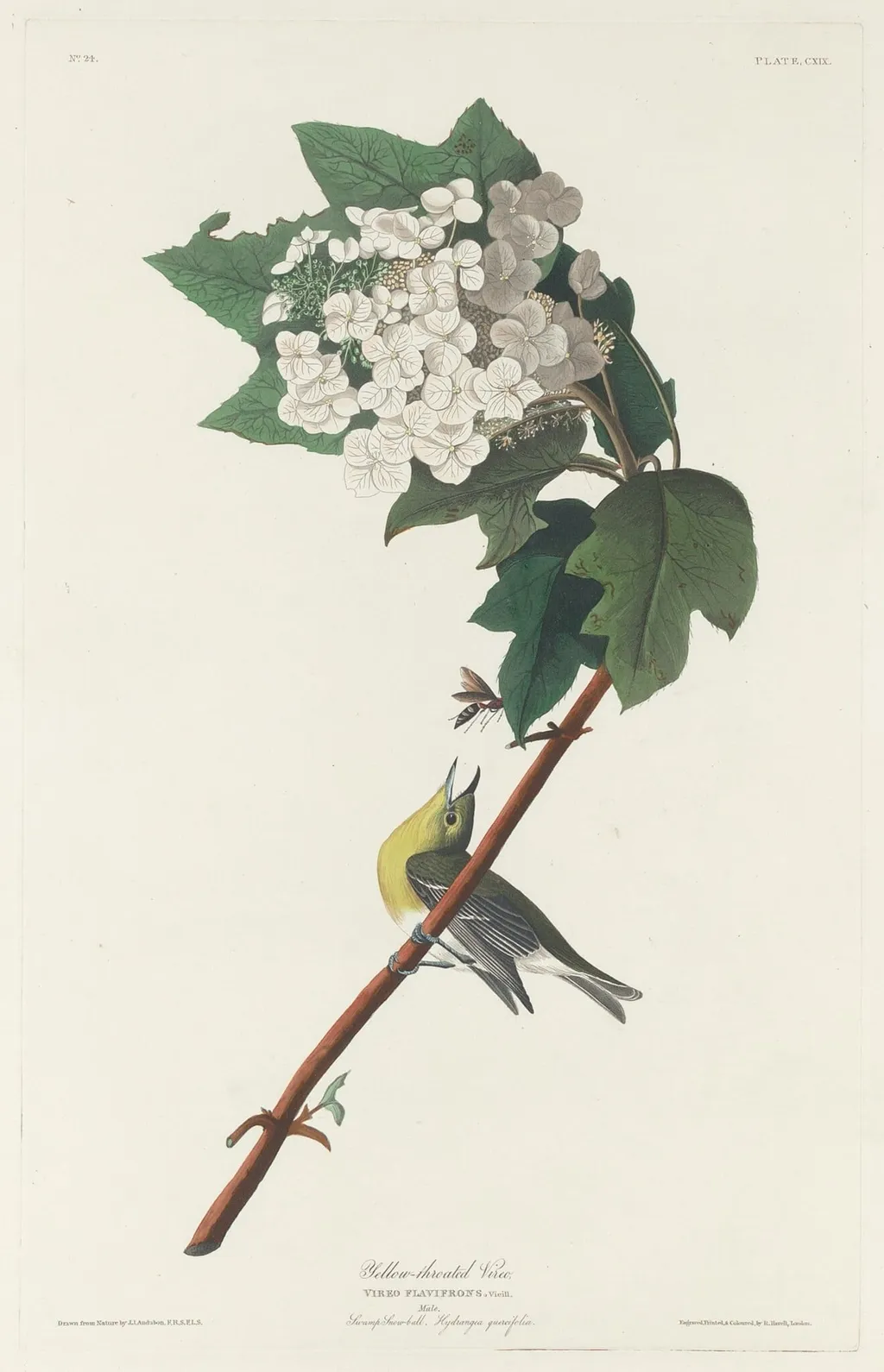 Yellow-throated Vireo, by Havell, Jr., Robert, ink, 1831