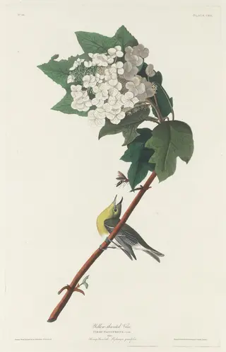 Yellow-throated Vireo, by Havell, Jr., Robert, ink, 1831