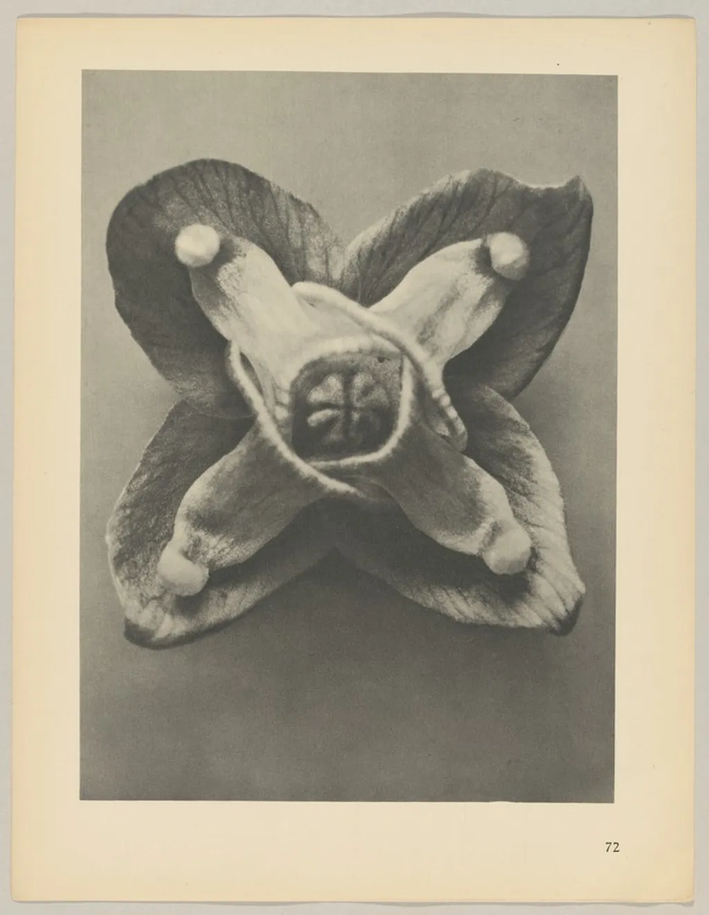Epimedium Muschianum, by Karl Blossfeldt, 1928