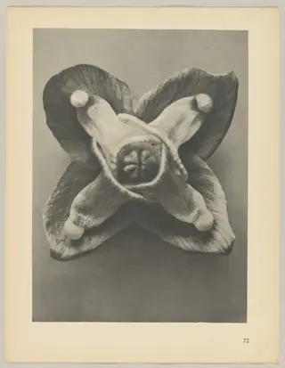 Epimedium Muschianum, by Karl Blossfeldt, 1928