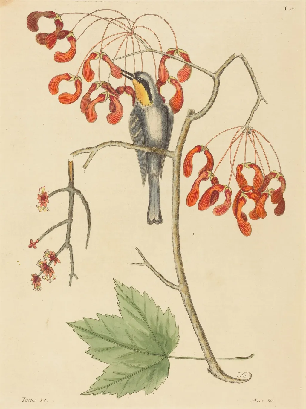 The Yellow Throated Creeper, by Mark Catesby, ink