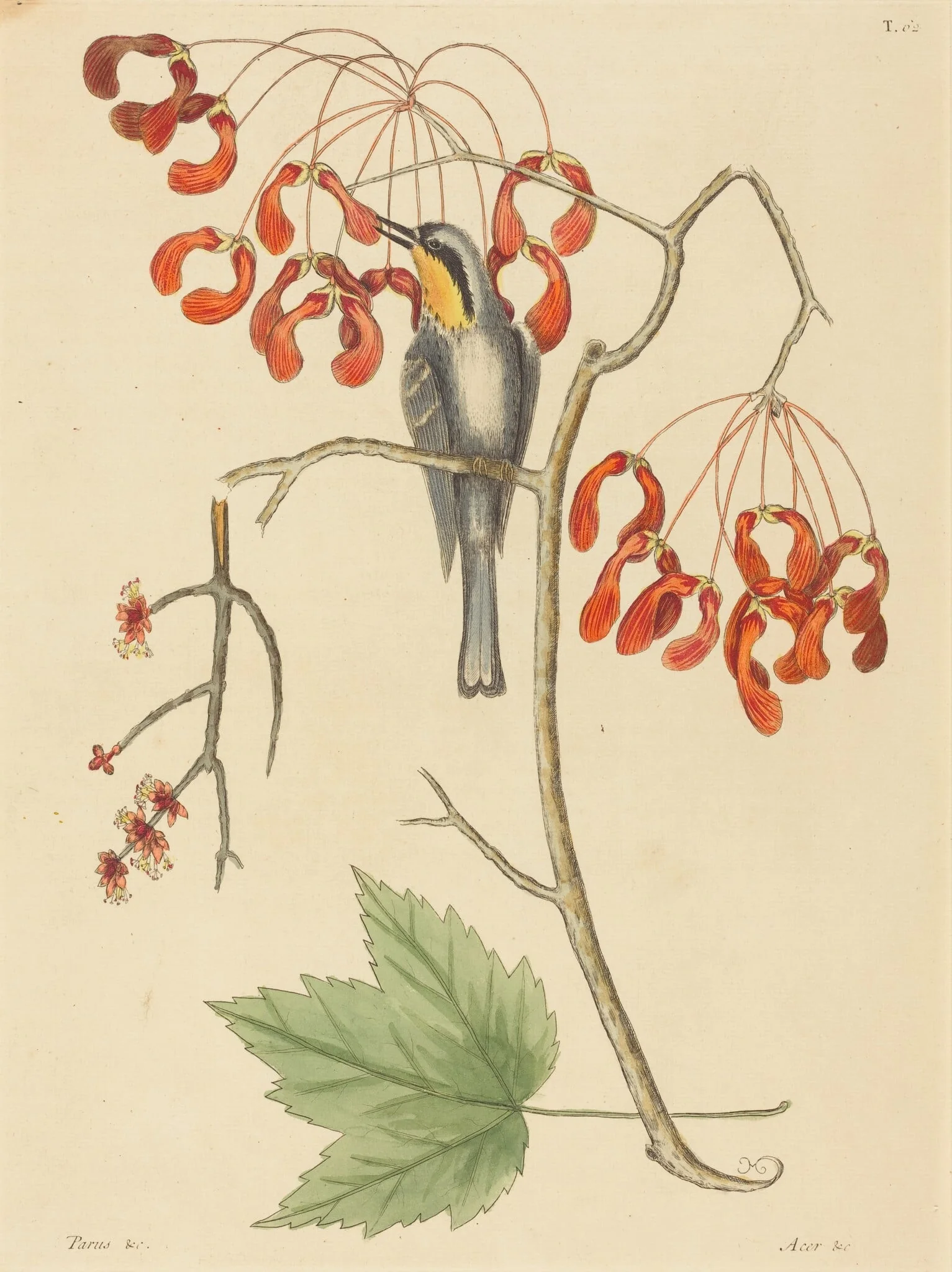 The Yellow Throated Creeper, detail