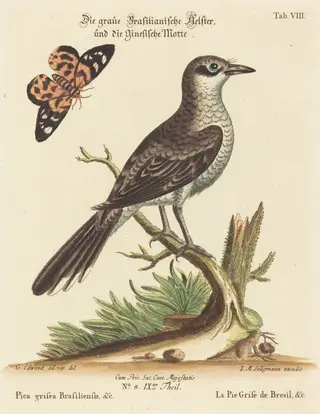 Pica grisea Brasiliensis, by Johann Michael Seligmann, ink, 1741