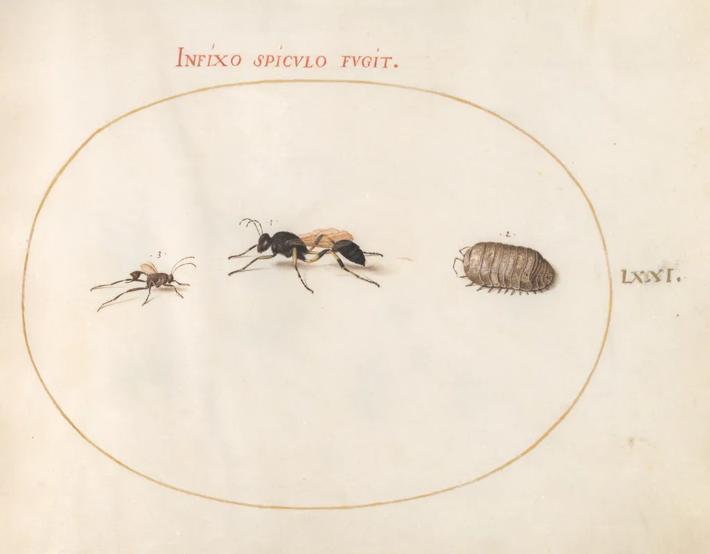 Plate 71: Two Wasps and a Pill Bug, by Joris Hoefnagel, gouache, 1594