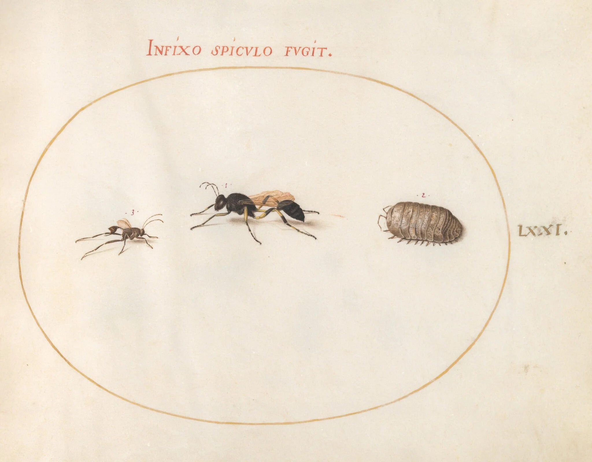 Plate 71: Two Wasps and a Pill Bug, detail