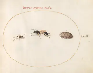 Plate 71: Two Wasps and a Pill Bug, by Joris Hoefnagel, gouache, 1594